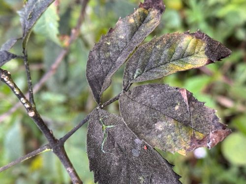 Sooty mold caused by scale insects