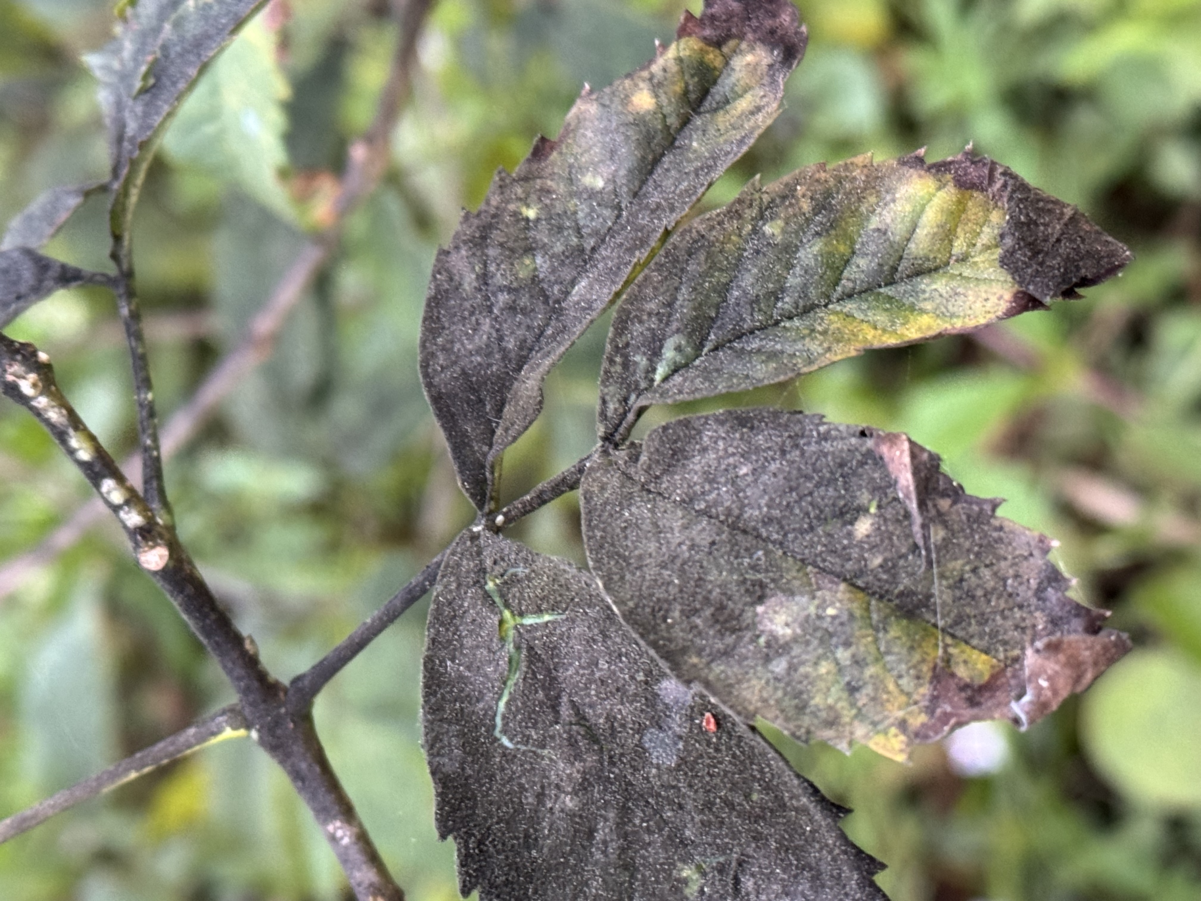 Sooty mold caused by scale insects
