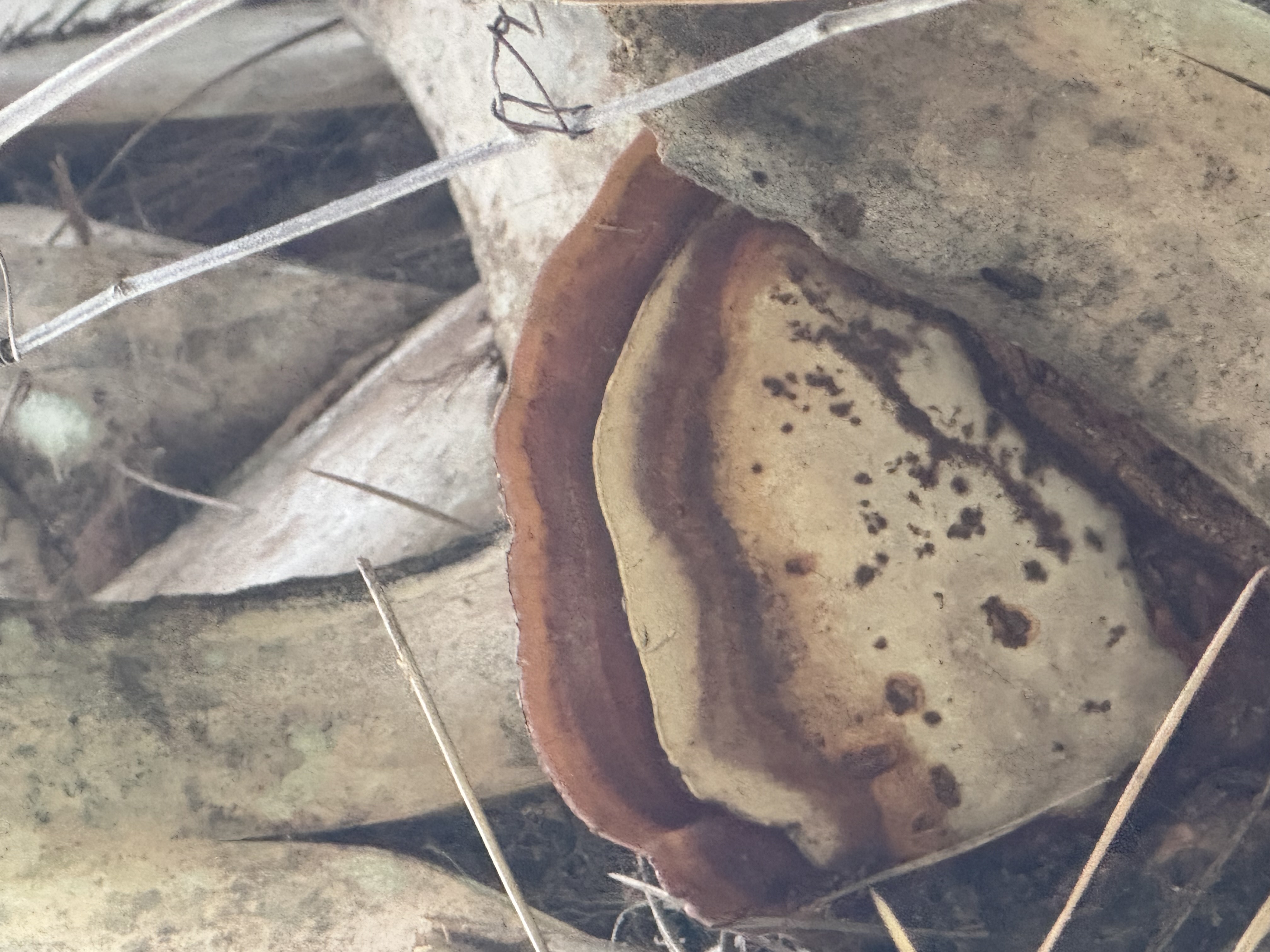 Ganoderma on a pam tree