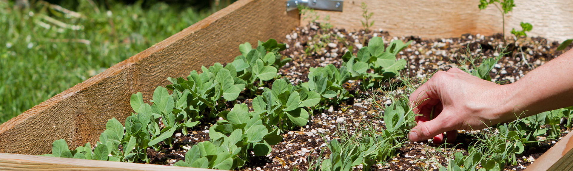 Community Garden: The Latest Wellness Benefit at The Village