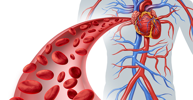 Blood Circulation imagery