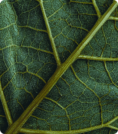 Healthy looking veins of a plant
