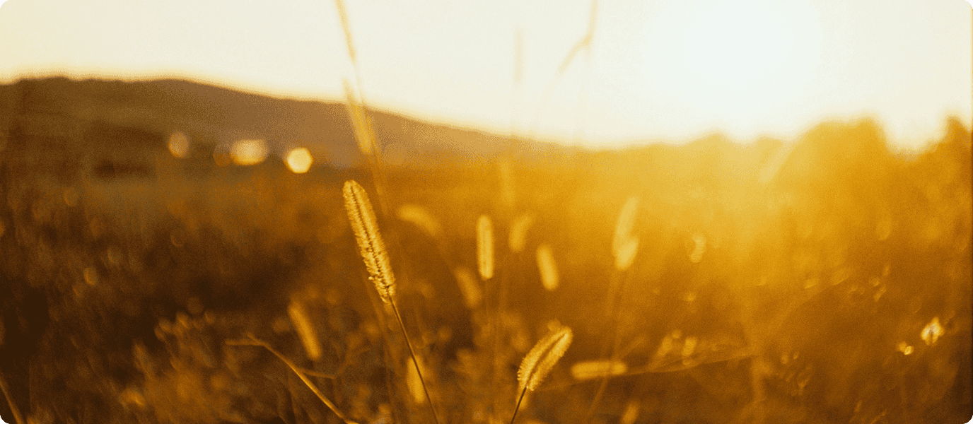 Peaceful background of sunrise over fields