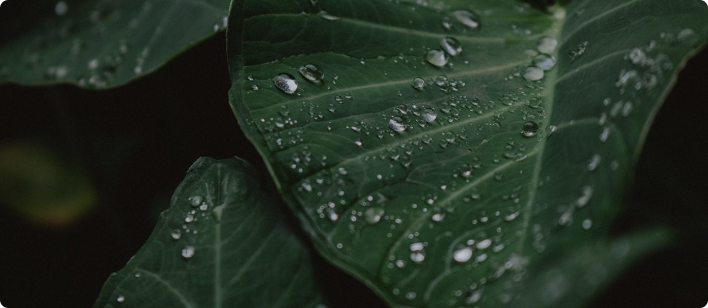 Natural green plant background
