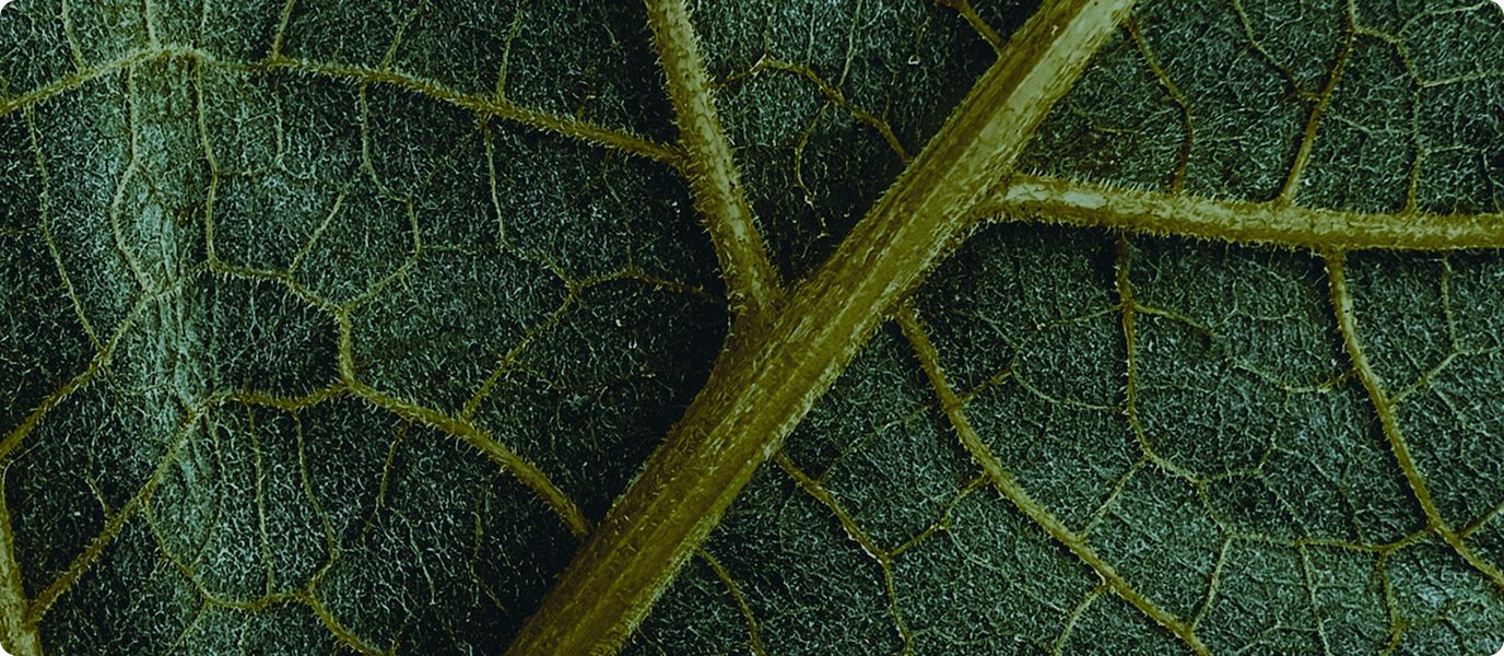 Green, healthy looking veins of a plant