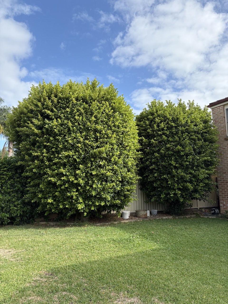 image of a lush green lawn (for a landscaping service)