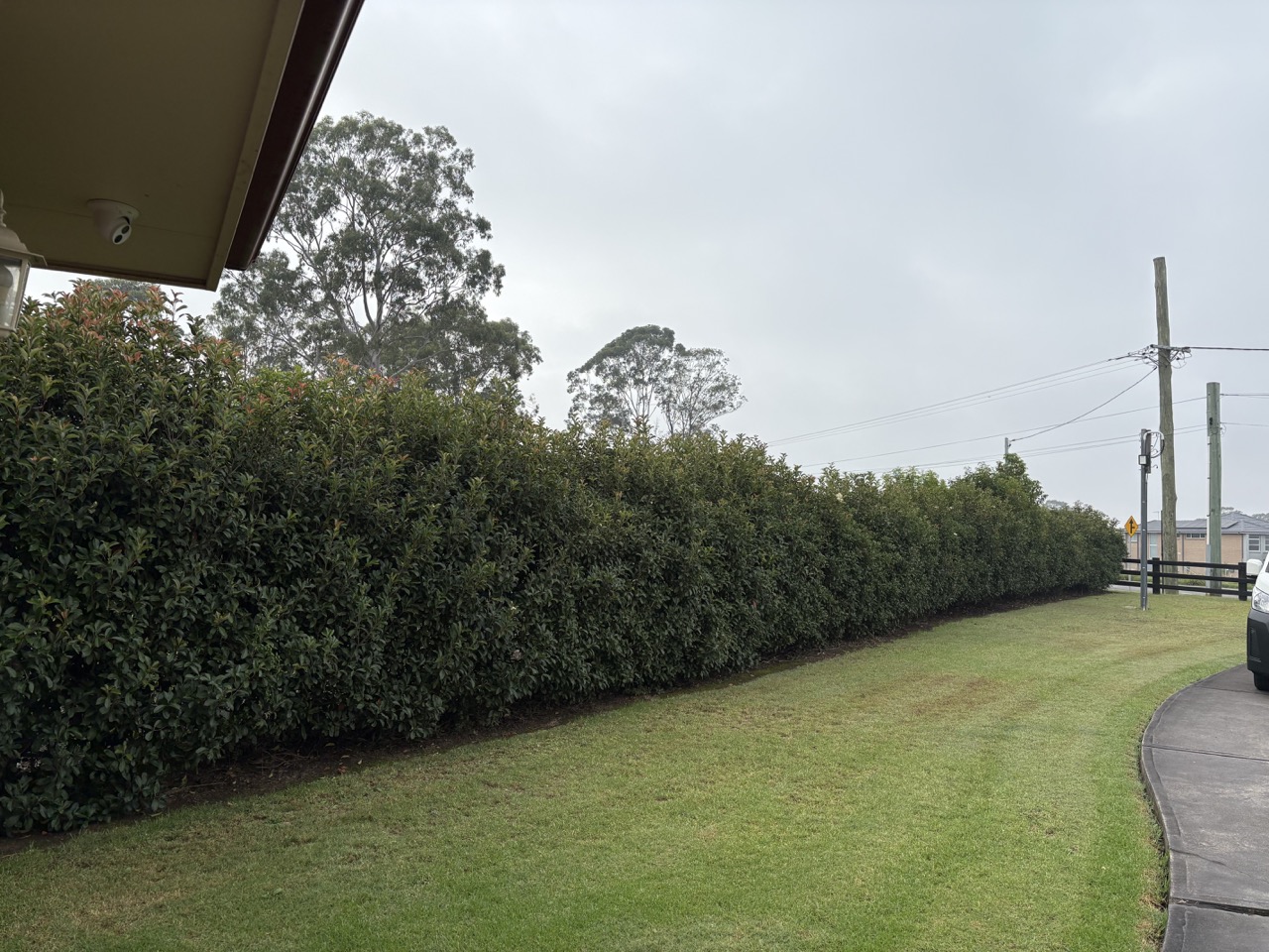 Freshly cut lawn with bushes and path in background