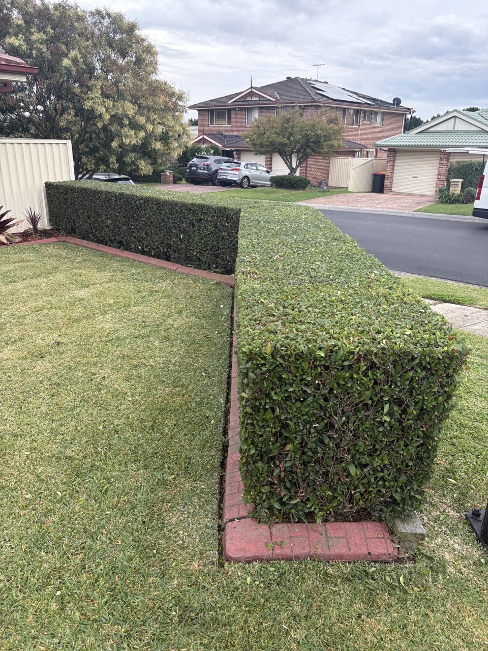 Freshly cut front lawn hedging image