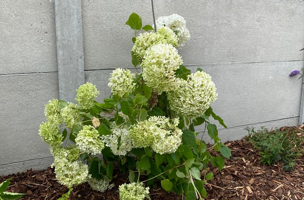 Sustainable gardening, plant in the ground, symbol of environmentally friendly gardening and landscaping in Brande-Hörnerkirchen