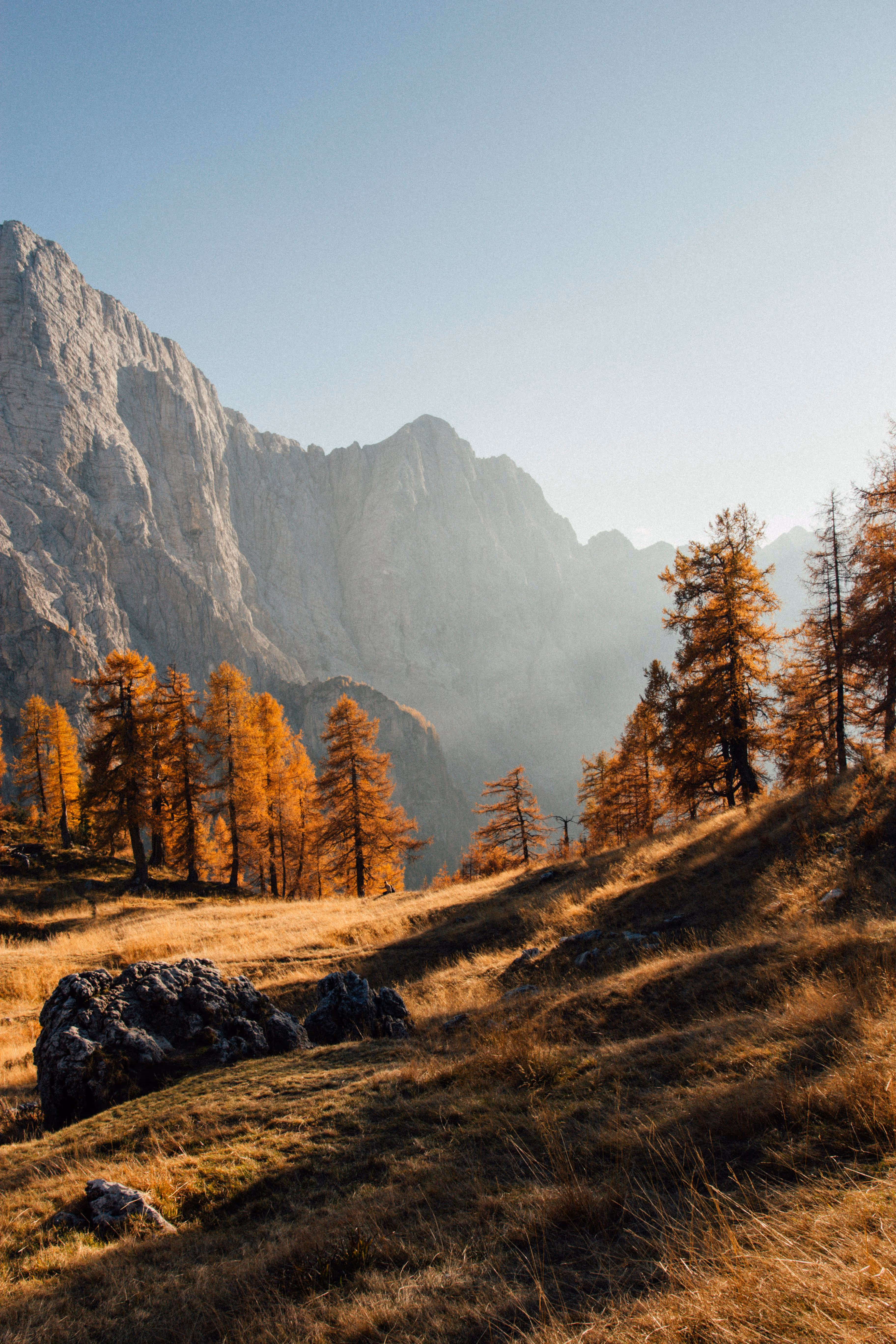 Autumn trees in a mountain valley