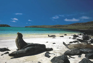galapagos