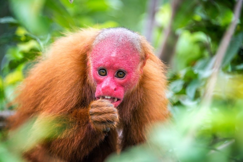 The Bald Uakari