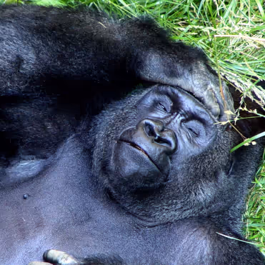 Close-up of a gorilla lying on its back on grass, resting with eyes closed and one hand on its forehead.