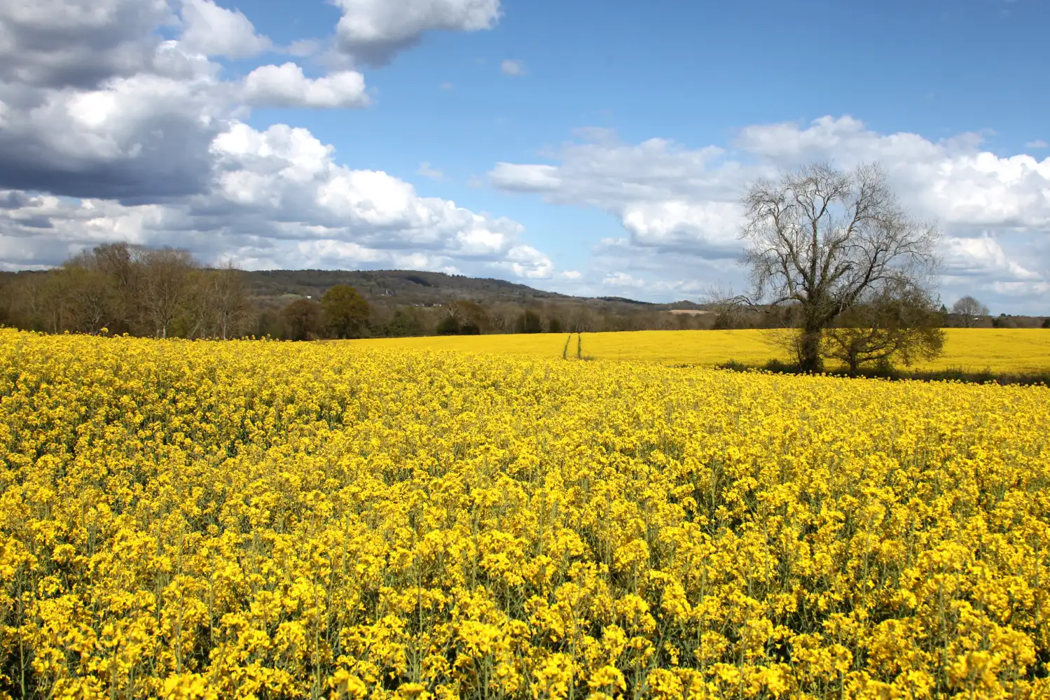 Fields full of yellow flowers on a bright sunny day