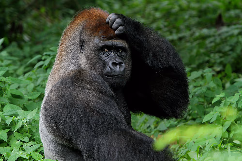 Silverback gorilla sitting amidst green foliage, scratching its head.