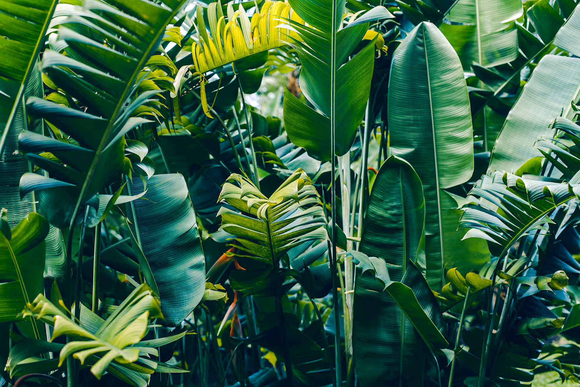 Dense green tropical jungle foliage with large banana-like leaves.