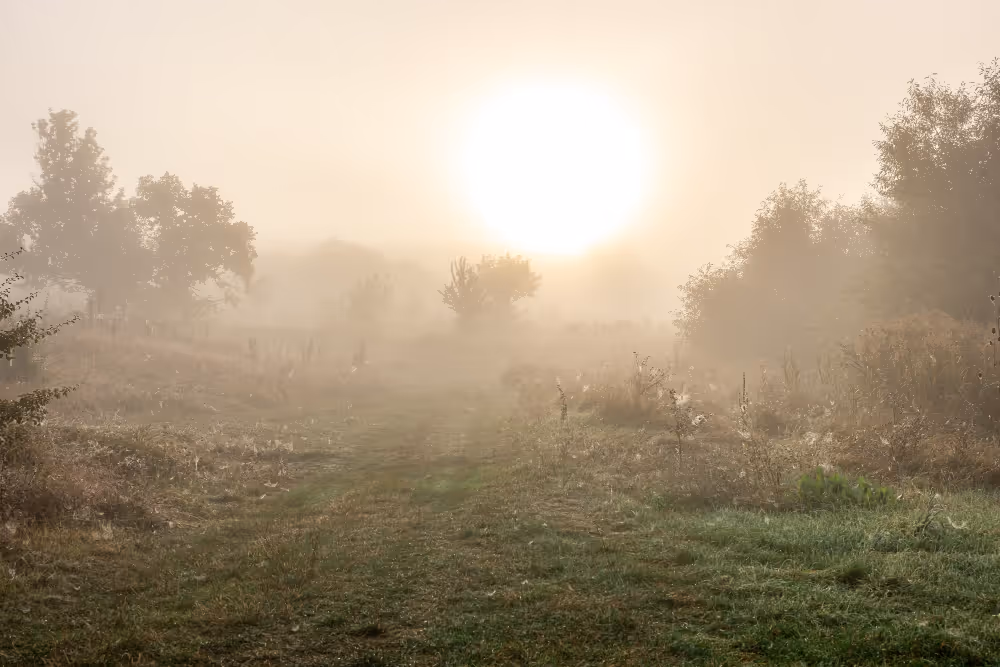 Neblige Wiesenlandschaft mit Bäumen und der Sonne am Horizont im Hintergrund.