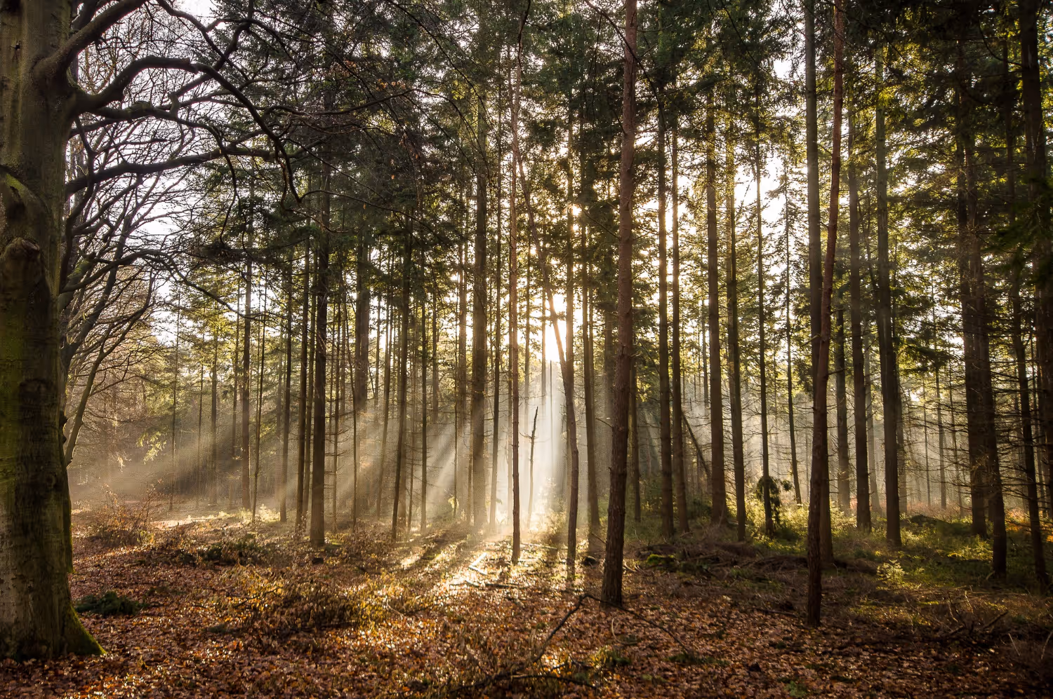 Sonnenstrahlen scheinen durch hohe Tannen in einem herbstlichen Wald mit Laub bedecktem Boden.