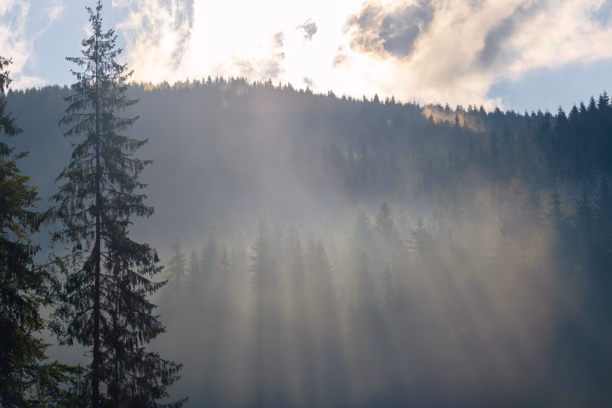 Sonnenstrahlen durchbrechen Nebel über einem dunklen Tannenwald auf einem Hügel.
