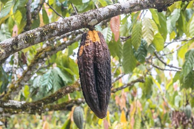 Sunbeth Cocoa Infected With Black Pod Disease