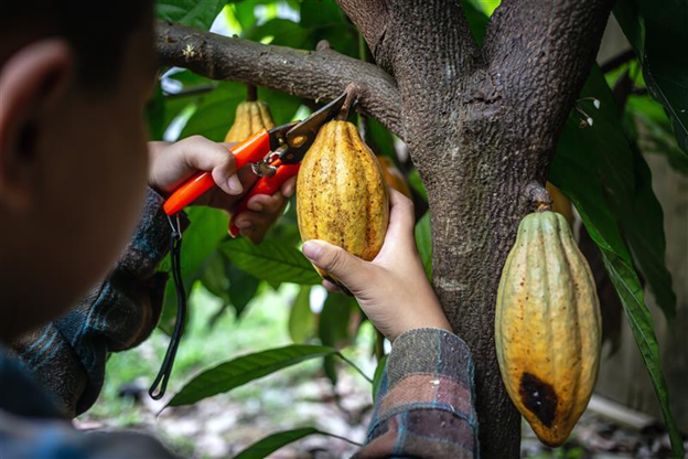 Sunbeth Farmer Removing Infected Pods From A Cocoa Tree