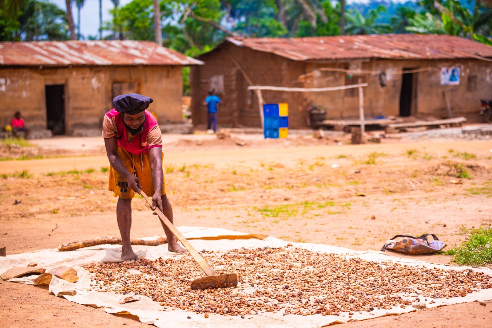 Sundrying Cocoa