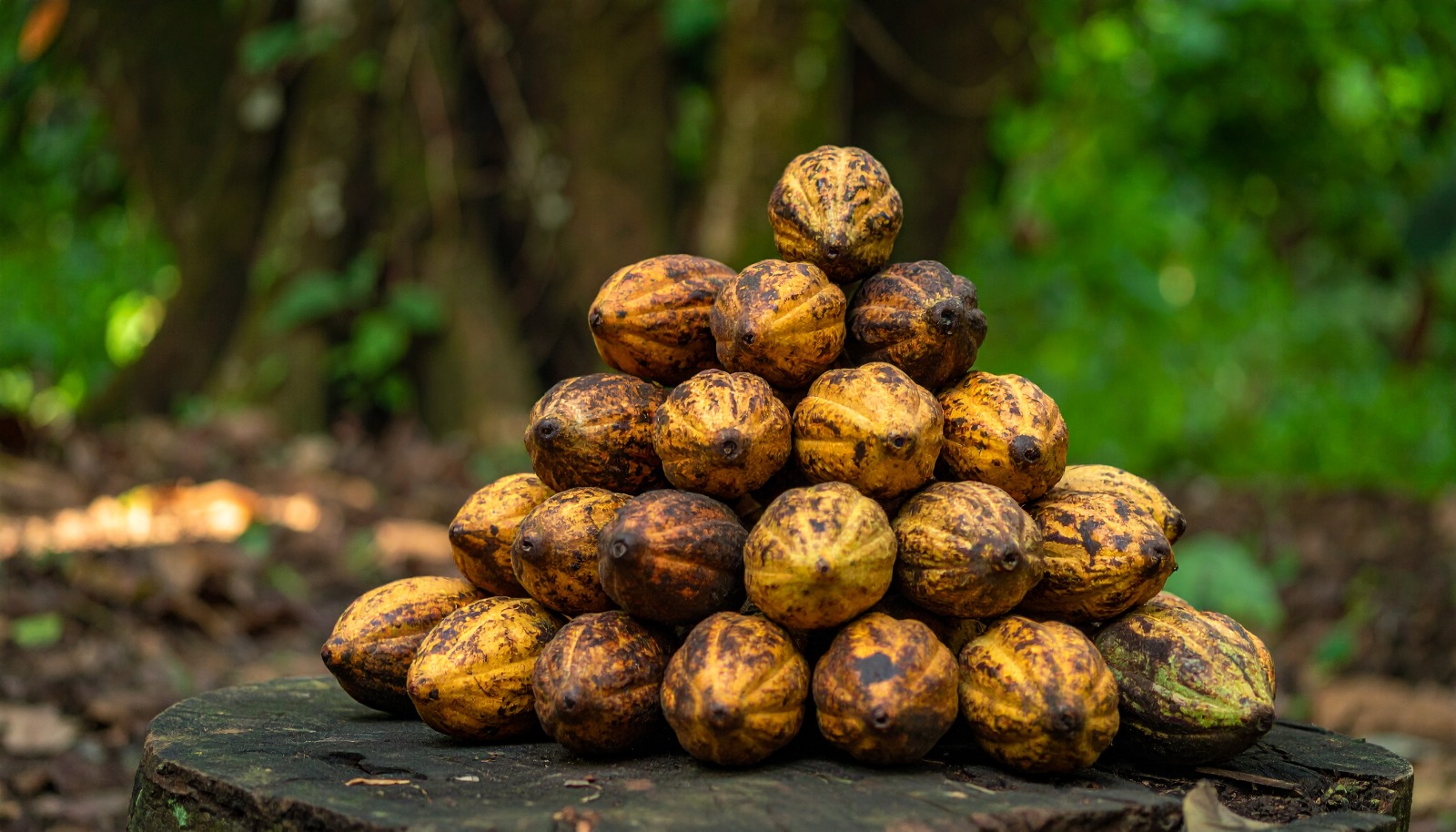 Cocoa Pod Pyramid
