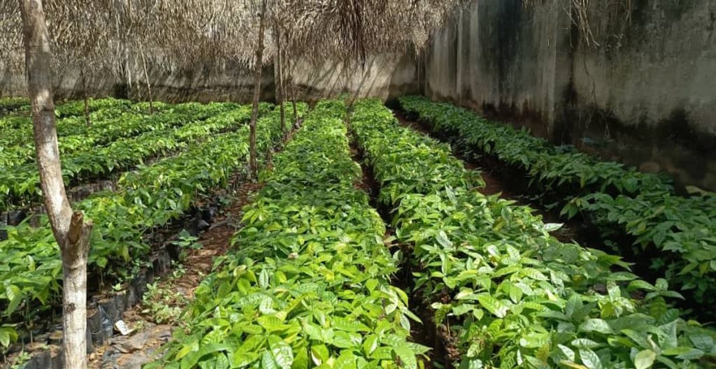 Cocoa Nursery