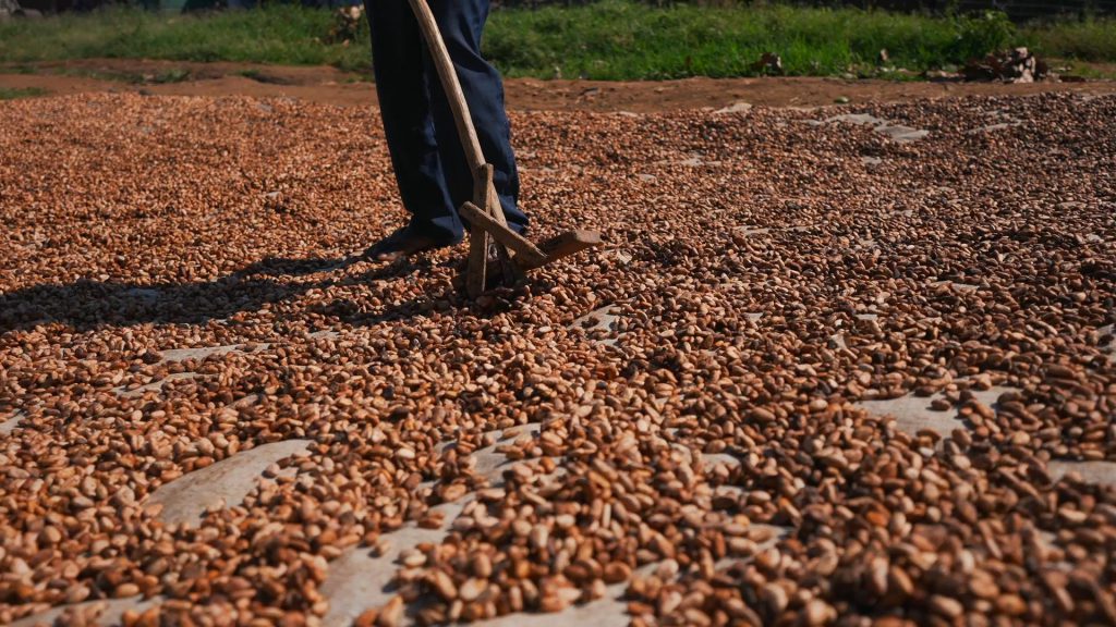 Black African Local Man Working In A Cocoa Farm Dr 2022 08 23 17 44 12 Utc 1.jpeg
