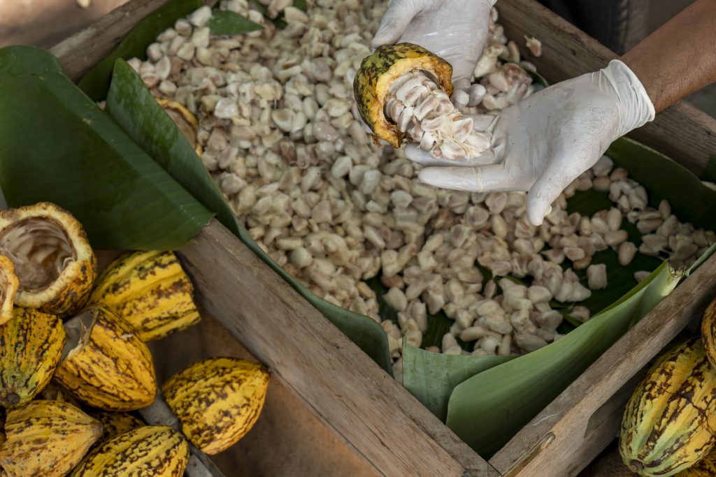 Asian Man Farmer From Working In The Countryside For Cocoa Produ