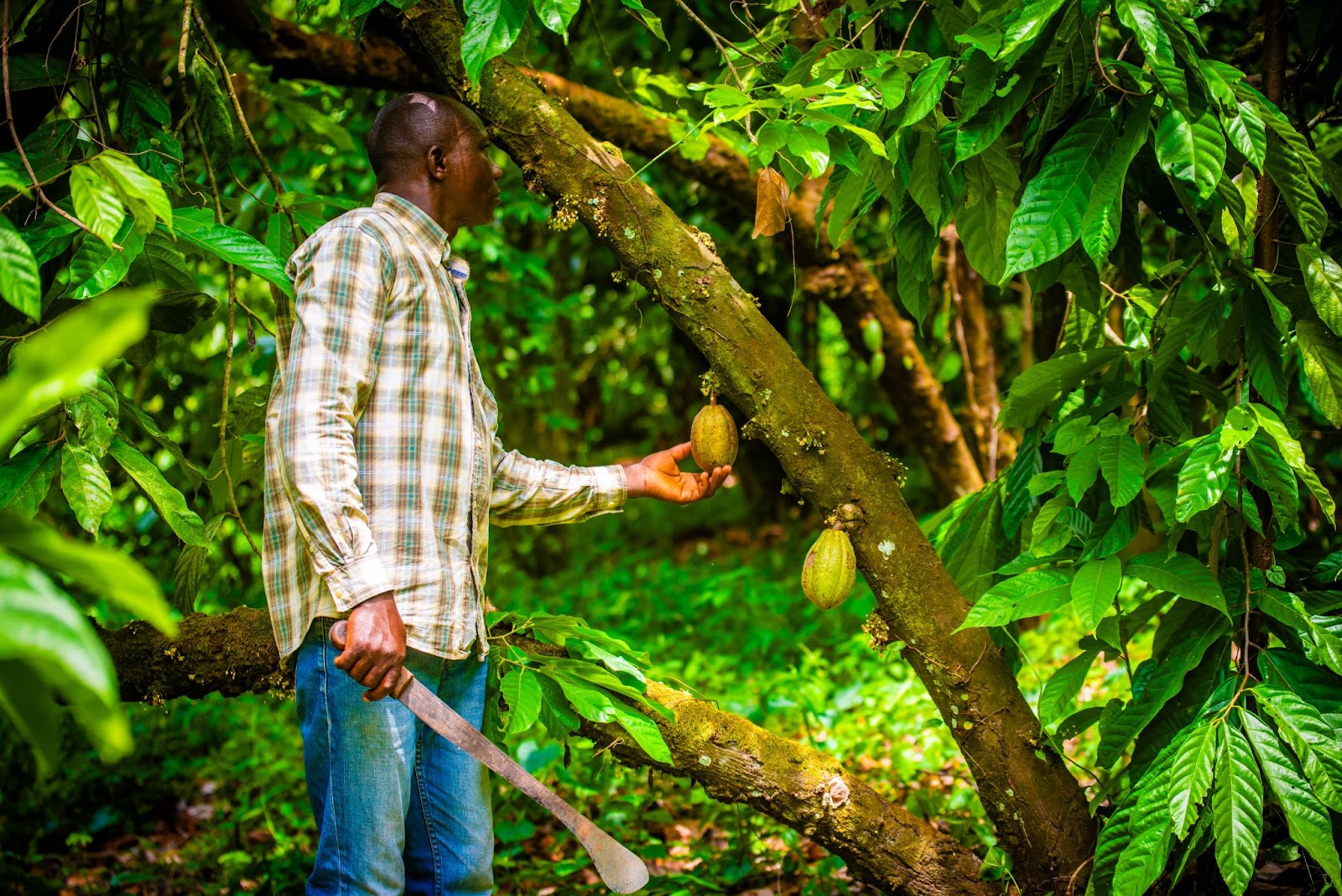 Farmer Harvesting Ripe Cocoa Pods