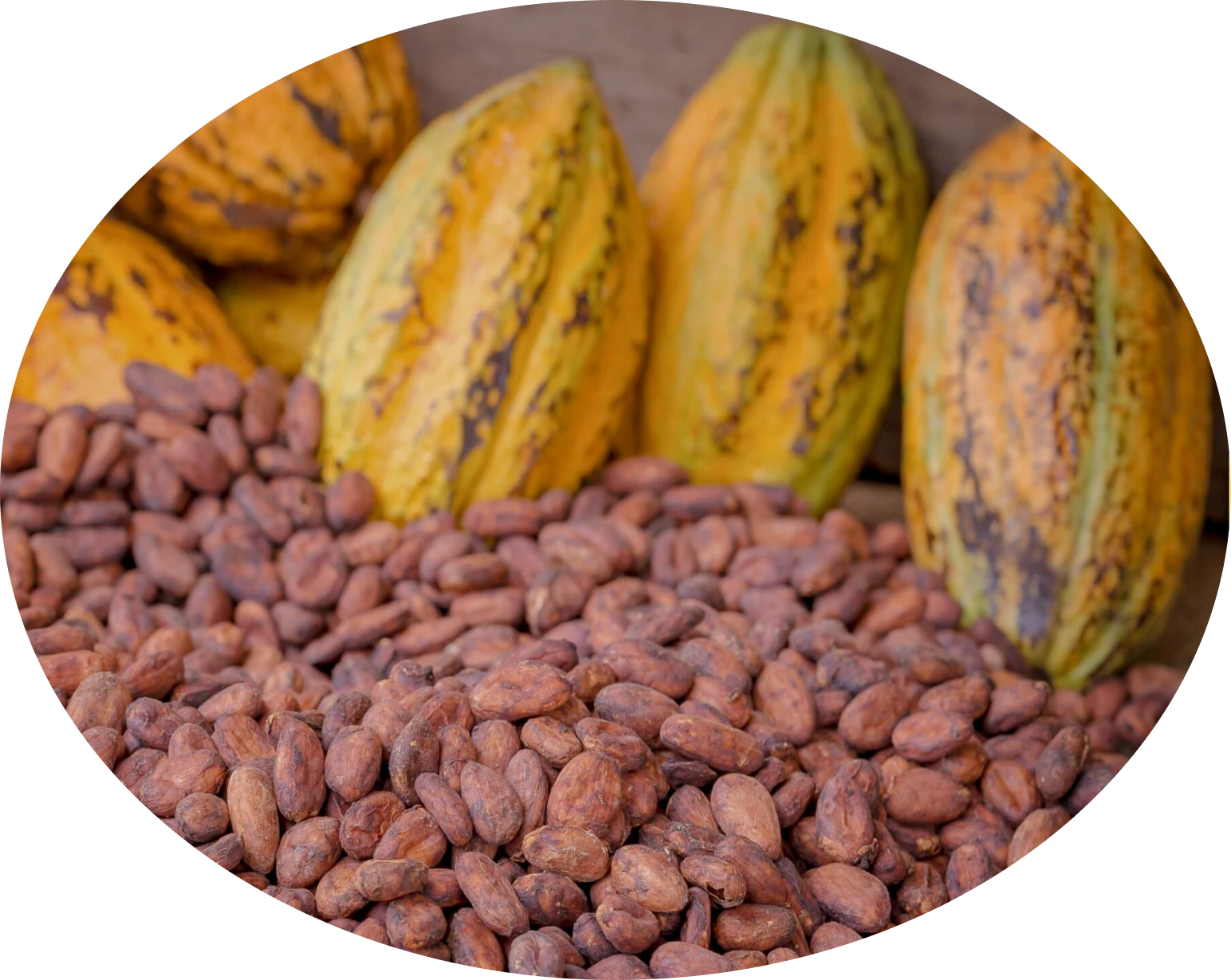 Certified Cocoa Beans