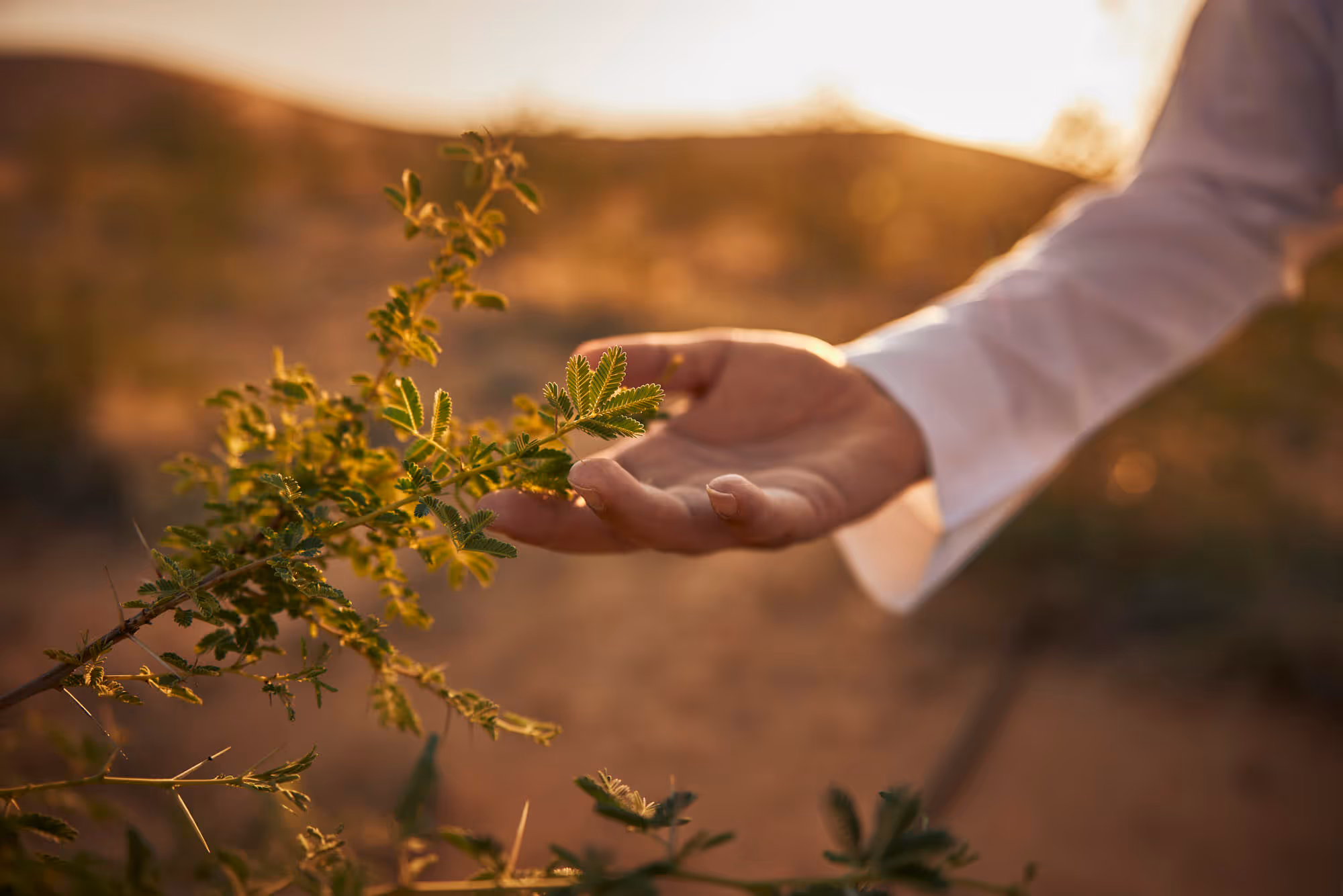 Saudi Green Initiative