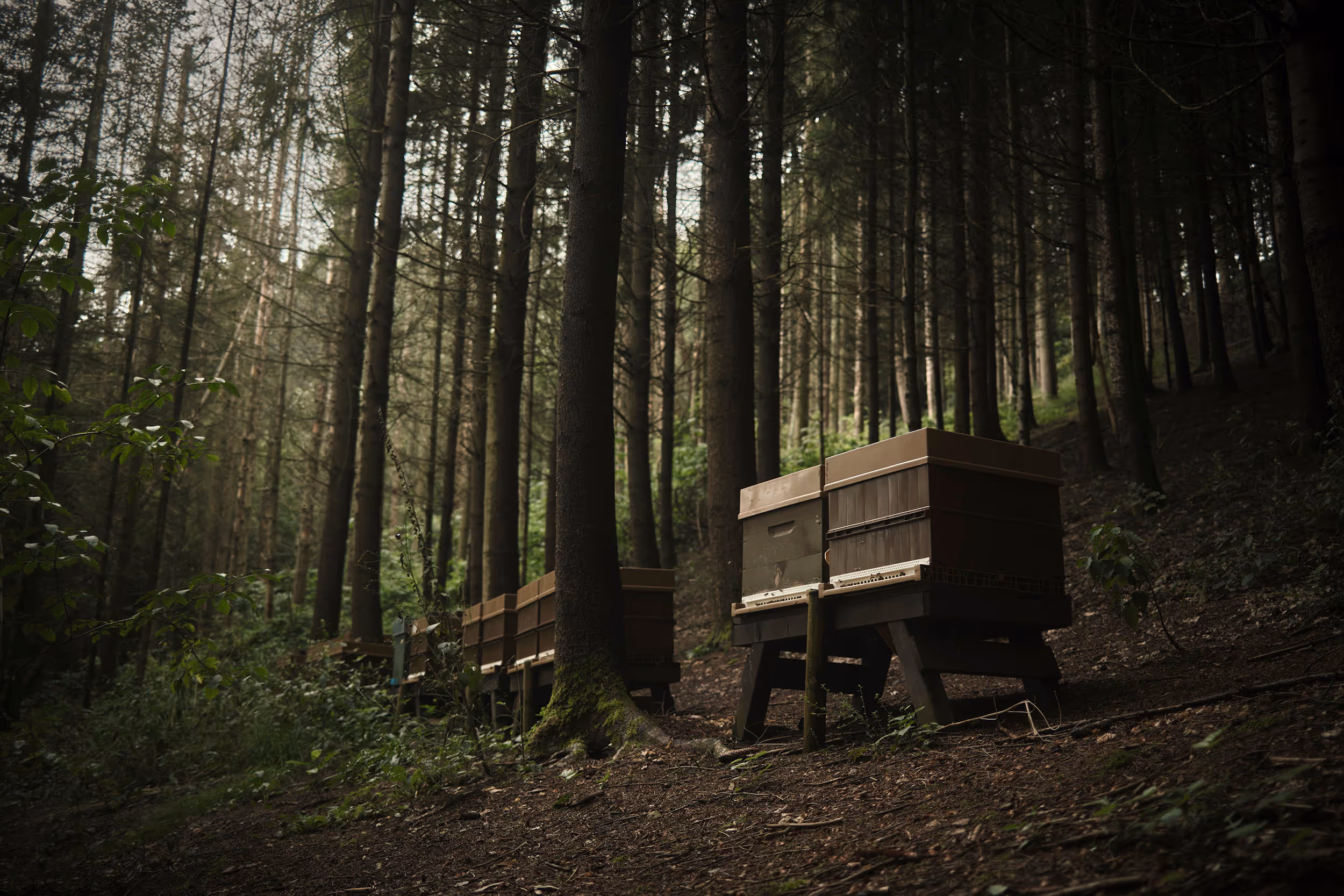 La Roche-en-Ardenne, Belgium, 2024