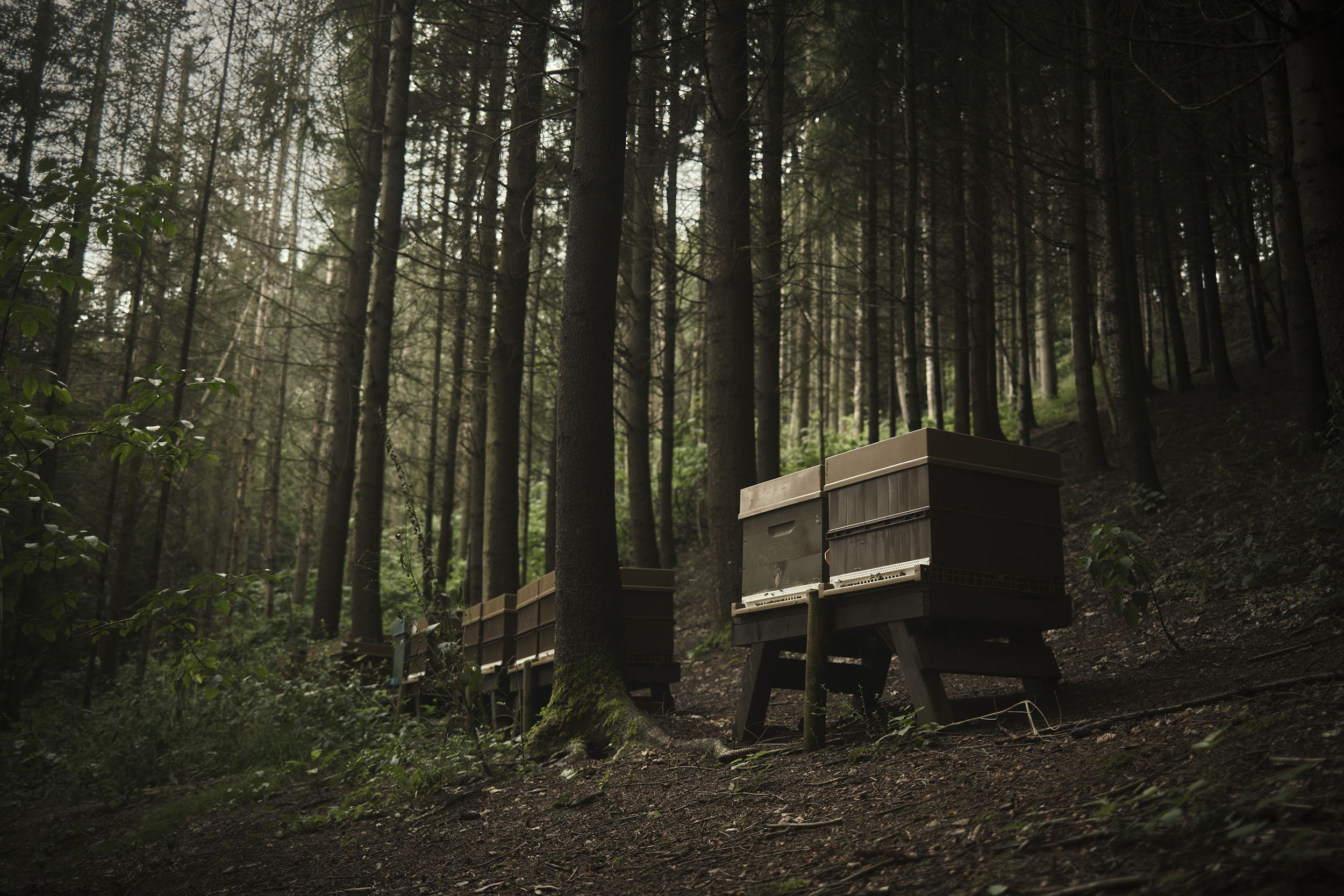 La Roche-en-Ardenne, Belgium, 2024