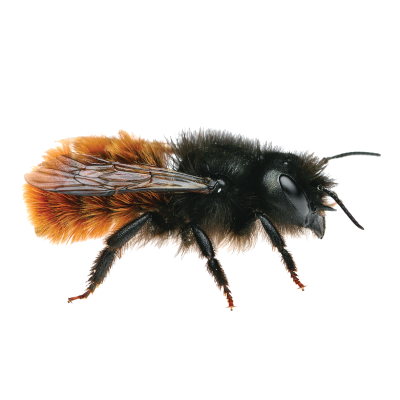 Hembra de Osmia cornuta