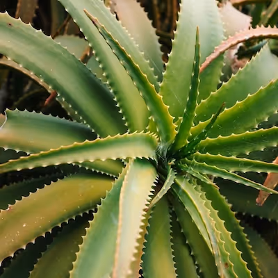 Aloe Vera