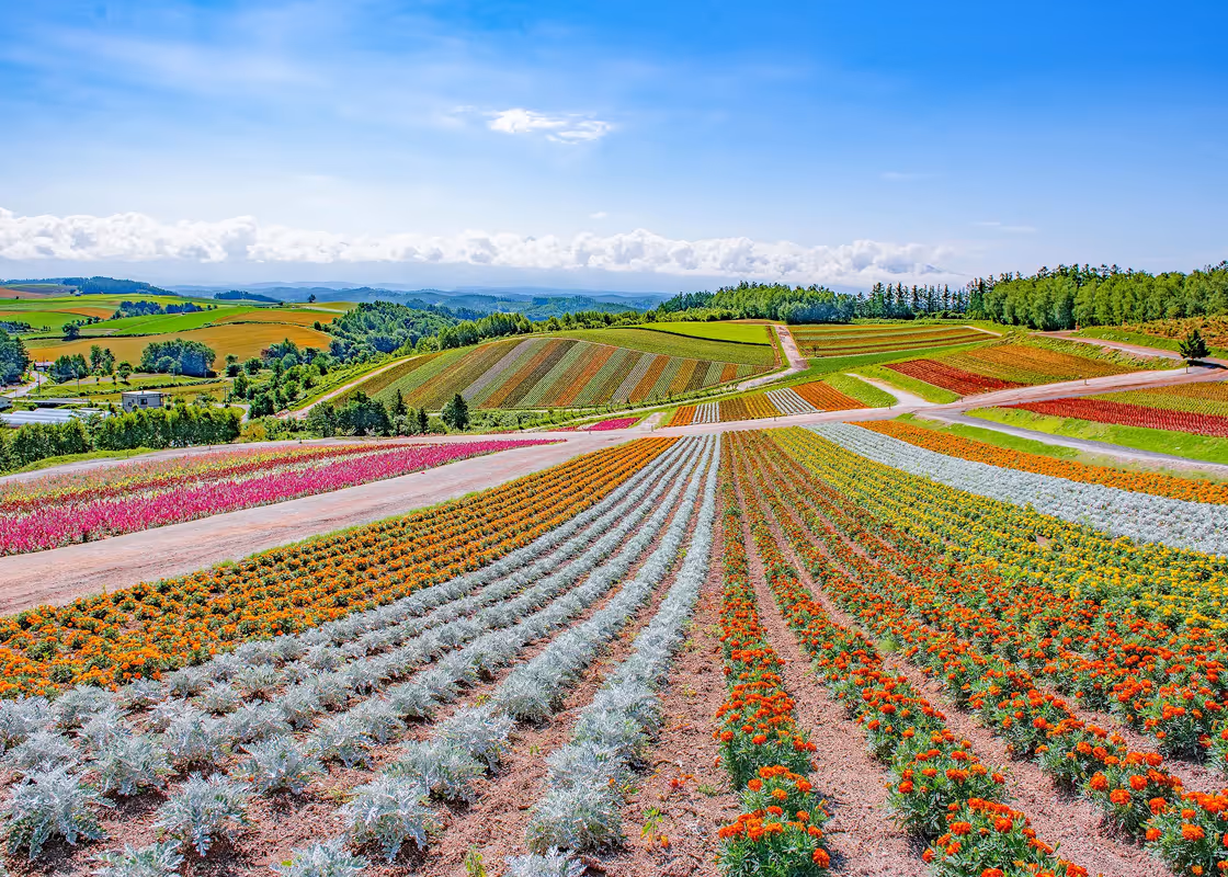 Hokkaido - Furano & Biei