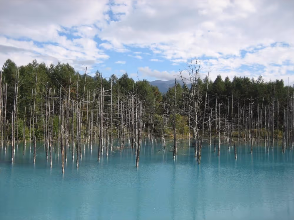 Blue pond with bare tree trunks rising from the water against a backdrop of green forest and partly cloudy sky.