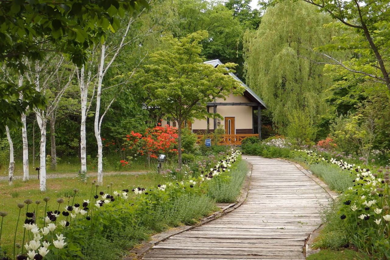 Wooden boardwalk winding through a garden with blooming black and white tulips, birch trees, and a small house in the background.