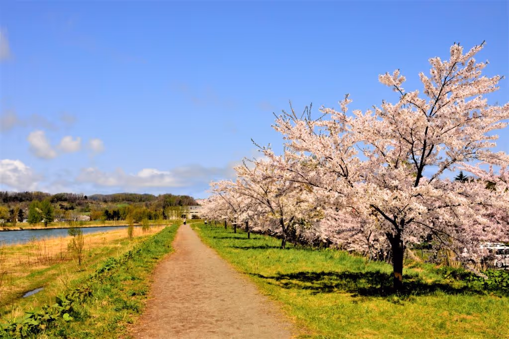 Dirt path along a river lined with cherry blossom trees in full bloom under a clear blue sky.