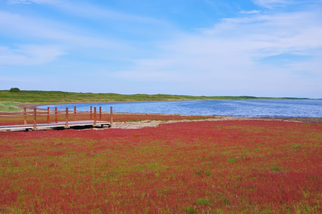 Wooden boardwalk extending over a field of red and green vegetation near a calm blue lake under a partly cloudy sky.