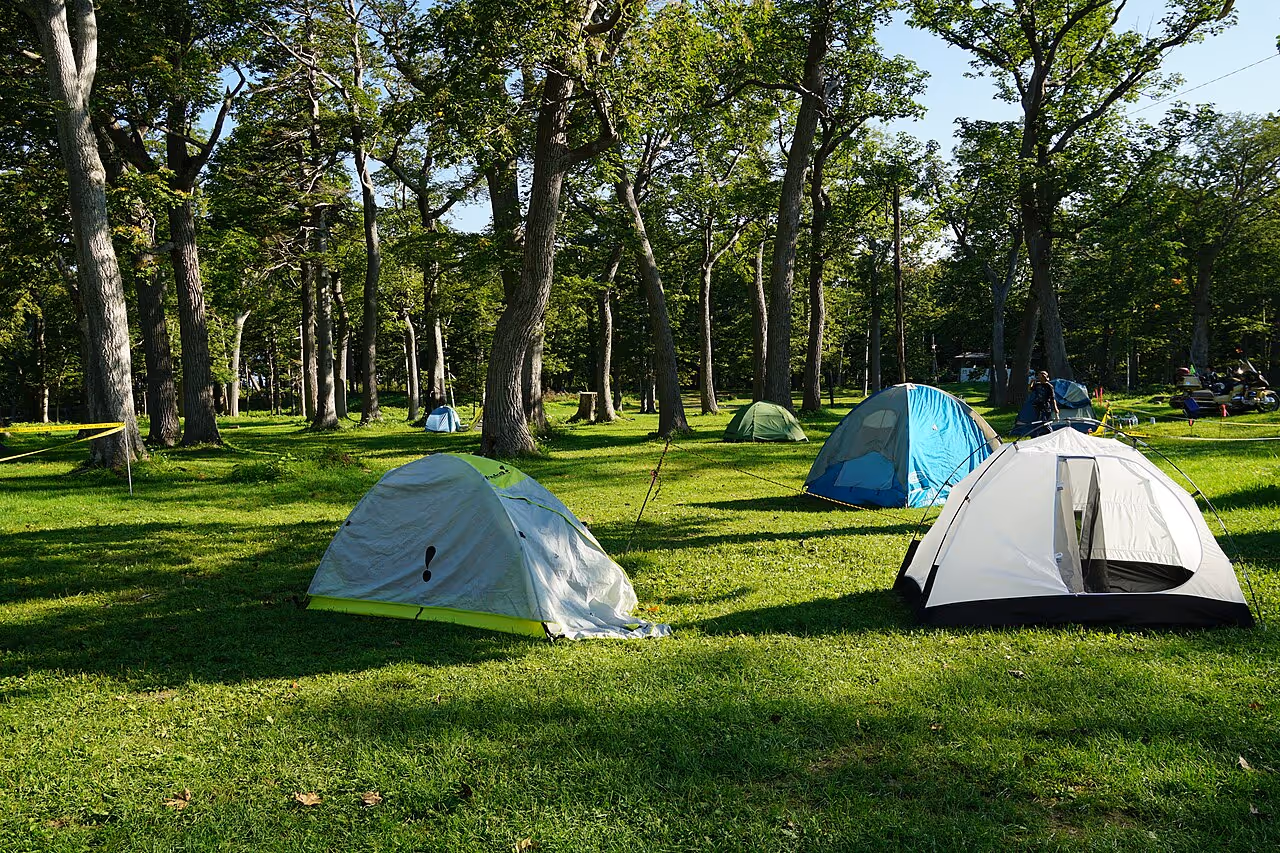 Several camping tents set up on green grass among tall trees in a sunlit forested campground.