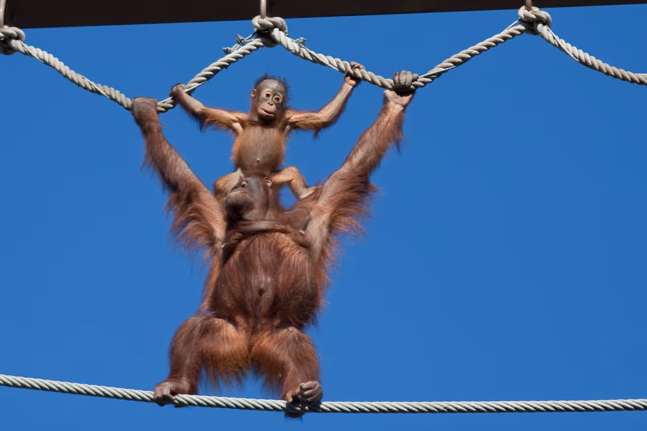 Adult orangutan holding a baby orangutan while hanging on ropes against a clear blue sky.