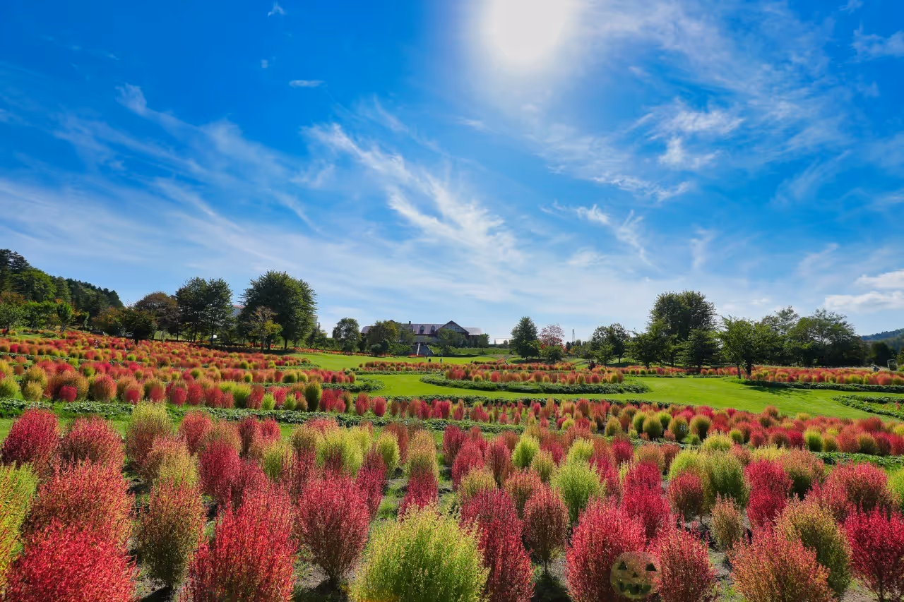 Field of vibrant red and green shrubs under a bright sunny blue sky with scattered clouds and trees in the background.