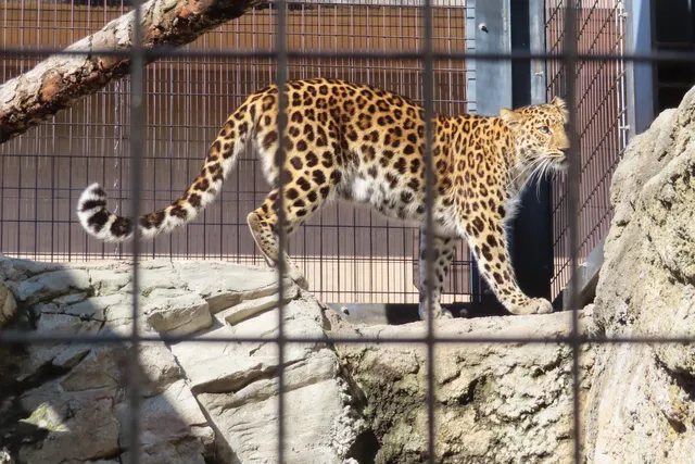 Leopard walking on rocky terrain inside a fenced enclosure at a zoo.