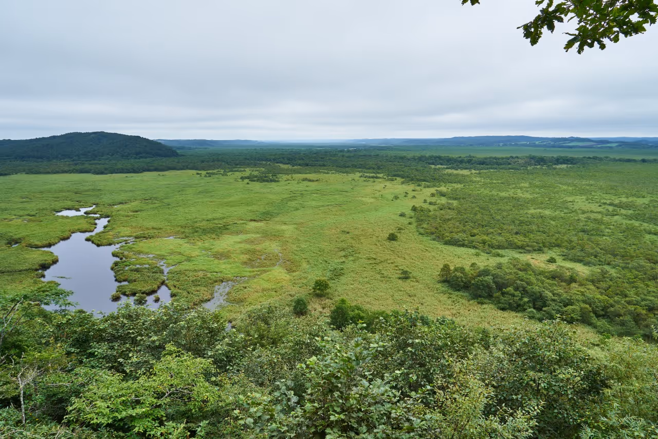 Wide view of a green marshland with scattered trees and patches of water under an overcast sky.