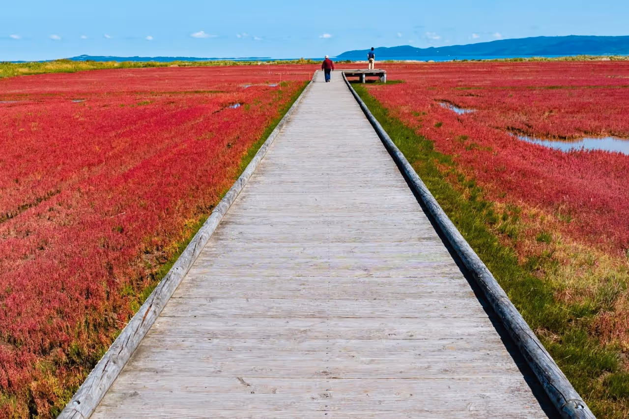 Long wooden boardwalk stretches through a red grass field with two people walking and mountains in the background under a blue sky.
