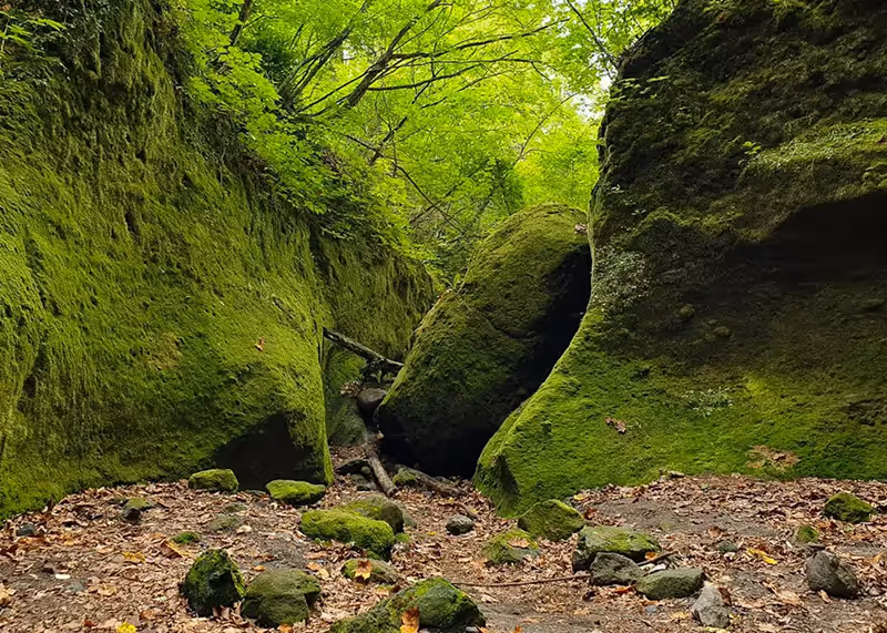 A narrow forest corridor with large moss-covered rocks and green leafy trees overhead.