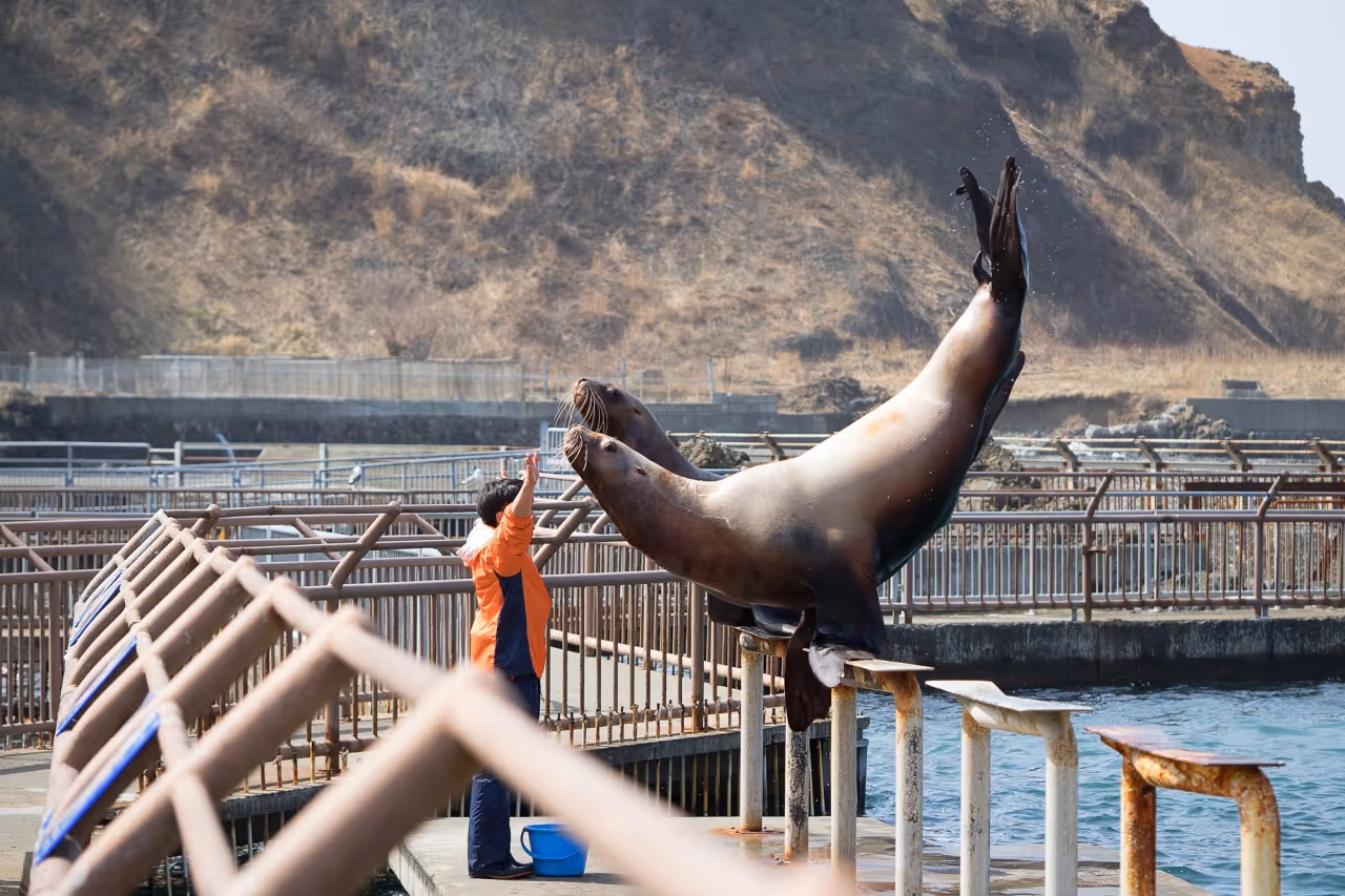 Two sea lions balancing on railings near a body of water while a person in an orange jacket raises their hands towards them.